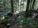 Forêt de St Hippolyte